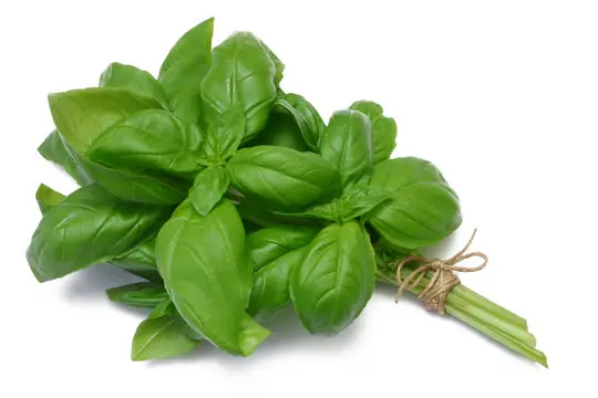 14442485-1705741714688.jpeg Organic Basil - Image 1