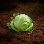 Organic Iceberg Lettuce