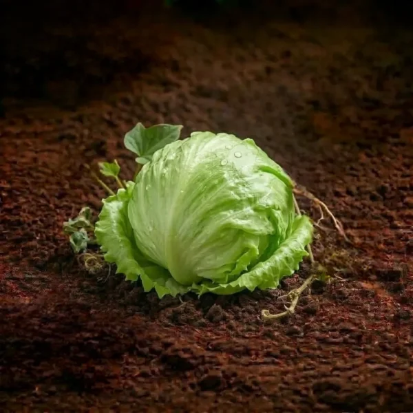 Organic Iceberg Lettuce