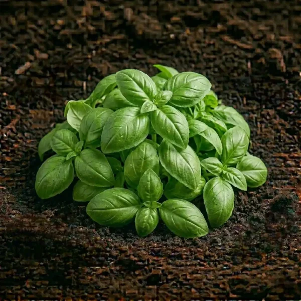 Organic Basil
