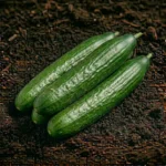 Organic English Cucumber