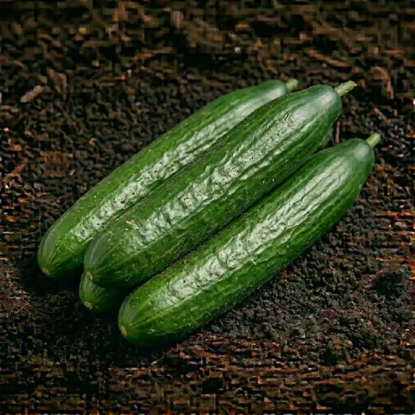 Organic English Cucumber