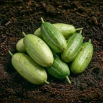 Organic Pointed Gourd