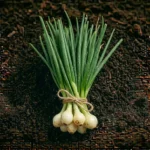 Organic Spring Onion