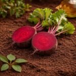 Organic Beetroot