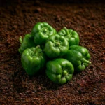 Organic Capsicum Green