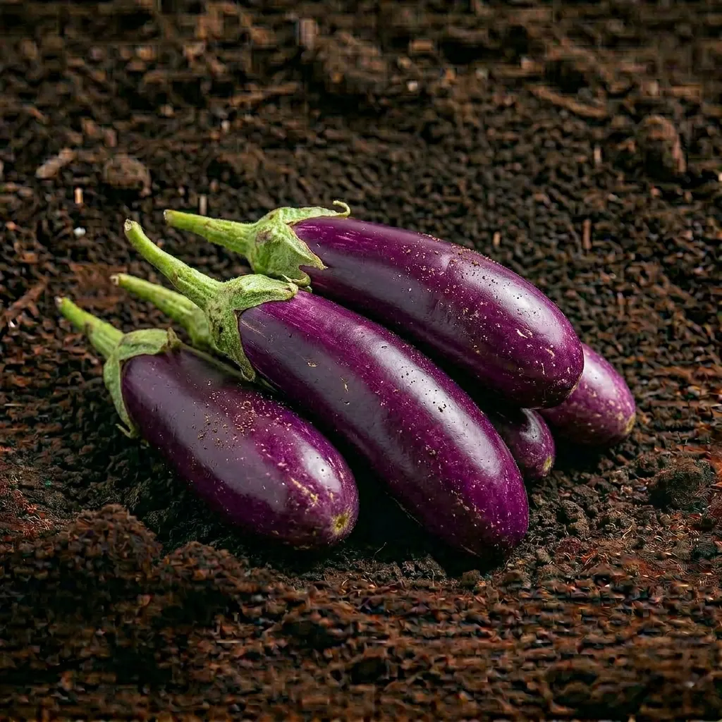 fvfmvgm1ezw9i6h2pvfi Organic Brinjal Long Purple - Image 1