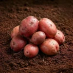 Organic Potato Red