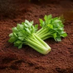 Organic Celery