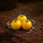 Tomato Yellow