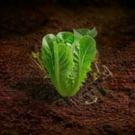 Organic Leaf Lettuce