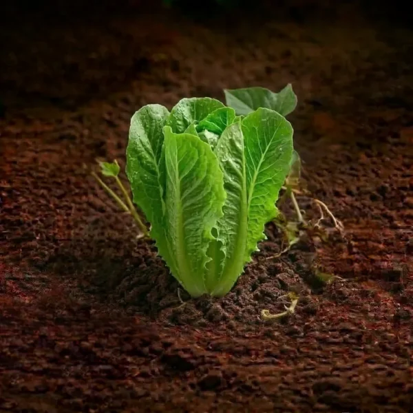Organic Leaf Lettuce