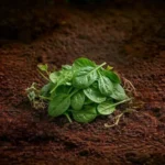 Organic Baby Spinach