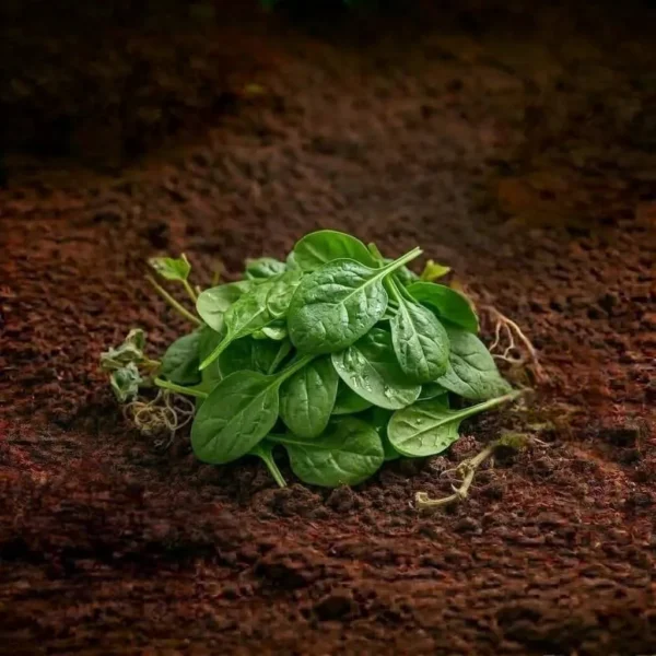 Organic Baby Spinach