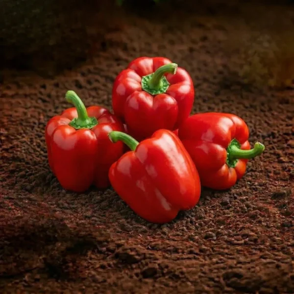 Organic Capsicum Red