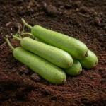 Organic Bottle Gourd Long