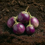 Organic Brinjal Round Purple