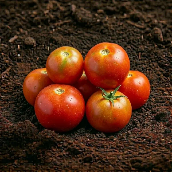 Organic Tomato