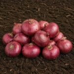 Organic Onion