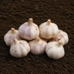 Organic Garlic