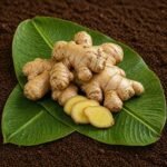 Organic Ginger
