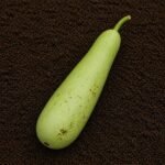Organic Bottle gourd