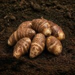 Organic Arbi