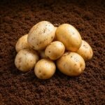 Organic Potato