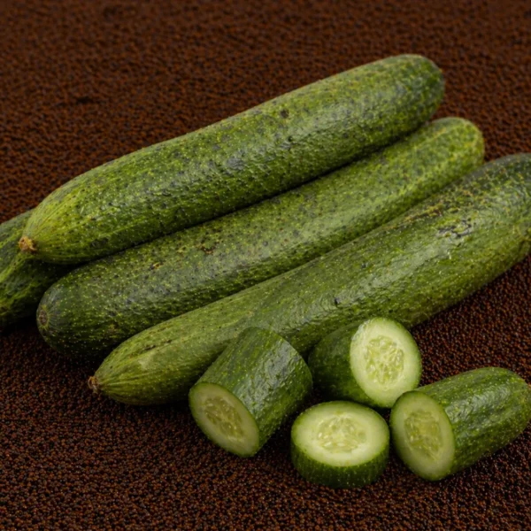 Organic Indian Cucumber