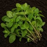 Organic Mint