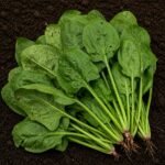 Organic Spinach