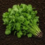 Organic Coriander
