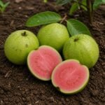 Organic Guava