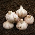 Organic Garlic