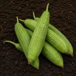 Organic Sponge Gourd