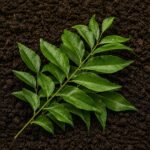 Organic Curry leaves