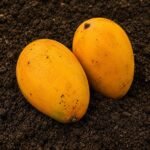 Organic Alphonso Mango