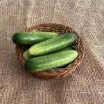 Organic Indian Cucumber